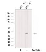 SNRPN Antibody in Western Blot (WB)
