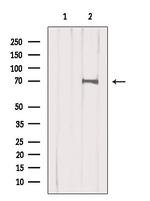 ARGBP2 Antibody in Western Blot (WB)