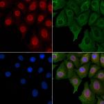 SOX7 Polyclonal Antibody