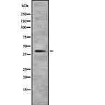 SOX7 Antibody in Western Blot (WB)