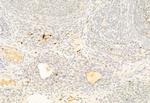 SOX9 Antibody in Immunohistochemistry (Paraffin) (IHC (P))