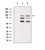 SP1 Antibody in Western Blot (WB)