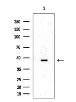 SSB Polyclonal Antibody