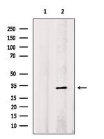 STARD7 Antibody in Western Blot (WB)