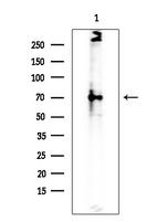 SPAK Polyclonal Antibody