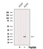 PC4 Polyclonal Antibody