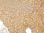SV2A Antibody in Immunohistochemistry (Paraffin) (IHC (P))