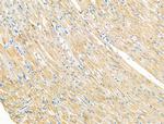 SV2A Antibody in Immunohistochemistry (Paraffin) (IHC (P))
