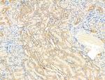 SV2A Antibody in Immunohistochemistry (Paraffin) (IHC (P))