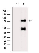 Synapsin 2 Polyclonal Antibody