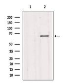 Synaptotagmin 1/2 Antibody in Western Blot (WB)