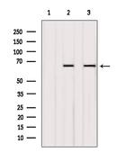 Synaptotagmin 1/2 Polyclonal Antibody