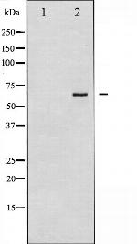 Synaptotagmin 1/2 Antibody in Western Blot (WB)