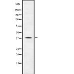 TAAR1 Polyclonal Antibody