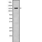 Tensin 3 Polyclonal Antibody