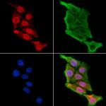 TFCP2L1 Polyclonal Antibody