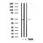 AP2 gamma Antibody in Western Blot (WB)