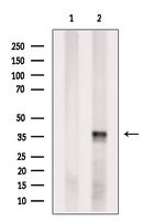 THAP11 Polyclonal Antibody
