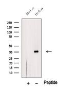THAP11 Antibody in Western Blot (WB)