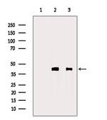 Thrombopoietin Polyclonal Antibody
