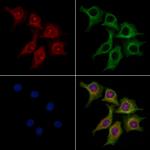 TIM-4 Polyclonal Antibody
