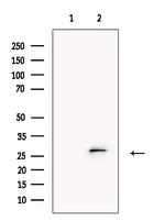 TMEM109 Antibody in Western Blot (WB)