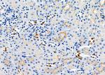 TMEM37 Antibody in Immunohistochemistry (Paraffin) (IHC (P))