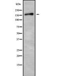 TNIK Polyclonal Antibody
