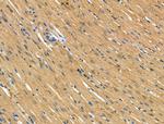 TOM1L2 Antibody in Immunohistochemistry (Paraffin) (IHC (P))