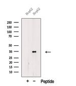 SFRS10 Antibody in Western Blot (WB)