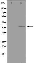 TRAF4 Polyclonal Antibody
