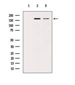 TRAP220 Polyclonal Antibody