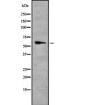 TRF2 Polyclonal Antibody