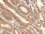 TROY Antibody in Immunohistochemistry (Paraffin) (IHC (P))