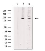 TRPC4 Antibody in Western Blot (WB)