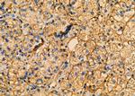TSC22D1 Antibody in Immunohistochemistry (Paraffin) (IHC (P))