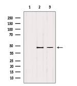 TSG101 Antibody in Western Blot (WB)