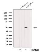EAP2 Polyclonal Antibody
