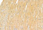 NPRL2 Antibody in Immunohistochemistry (Paraffin) (IHC (P))