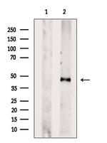 NPRL2 Antibody in Western Blot (WB)