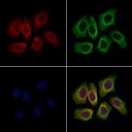 Kindlin 3 Polyclonal Antibody