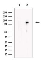 Kindlin 3 Antibody in Western Blot (WB)