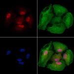 USP35 Antibody in Immunocytochemistry (ICC/IF)
