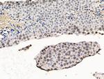UXT Antibody in Immunohistochemistry (Paraffin) (IHC (P))