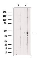 VPS36 Antibody in Western Blot (WB)
