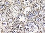 CHX10 Antibody in Immunohistochemistry (Paraffin) (IHC (P))