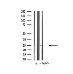VTI1B Antibody in Western Blot (WB)