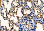 WARS Antibody in Immunohistochemistry (Paraffin) (IHC (P))