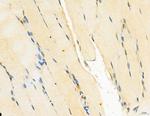 Wnt10B Antibody in Immunohistochemistry (Paraffin) (IHC (P))