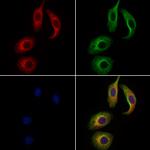 WNT3 Polyclonal Antibody